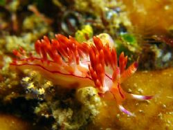 Red Dragon!
Taken In Tenggol With Canon S80. by Ed Eng 